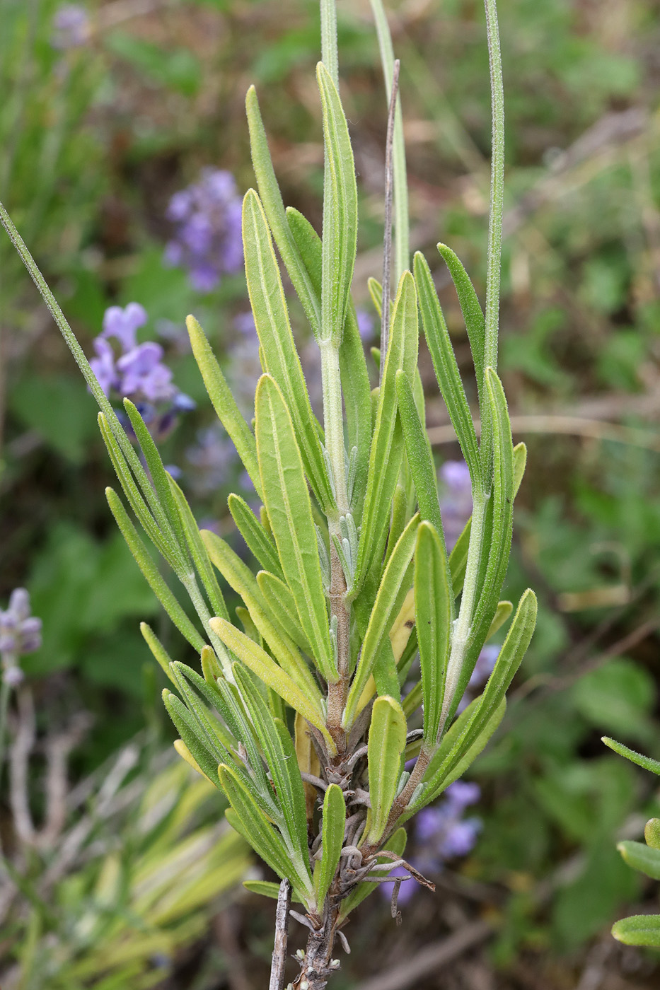 Image of genus Lavandula specimen.