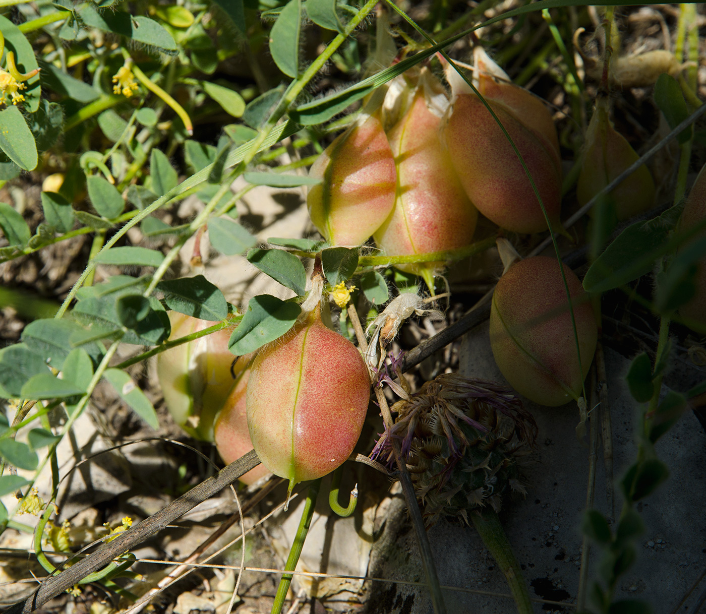 Image of Astragalus wolgensis specimen.