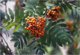 Sorbus aucuparia. Соплодие с незрелыми плодами и листья. Московская обл., Раменский р-н, окр. дер. Хрипань, садовый участок. 24.07.2025.
