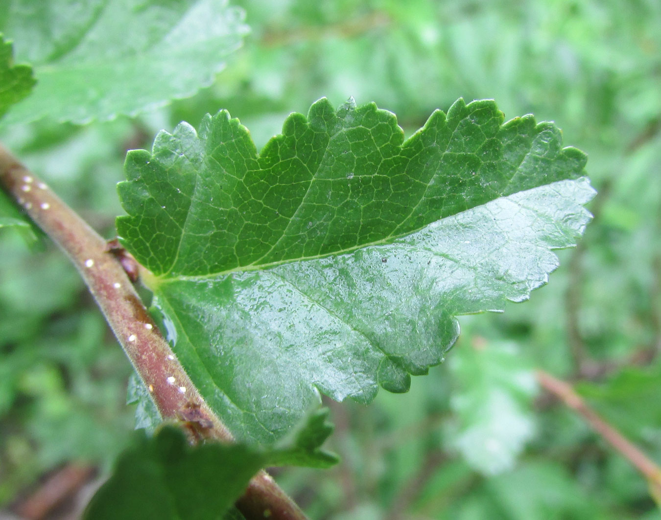Изображение особи Nothofagus antarctica.