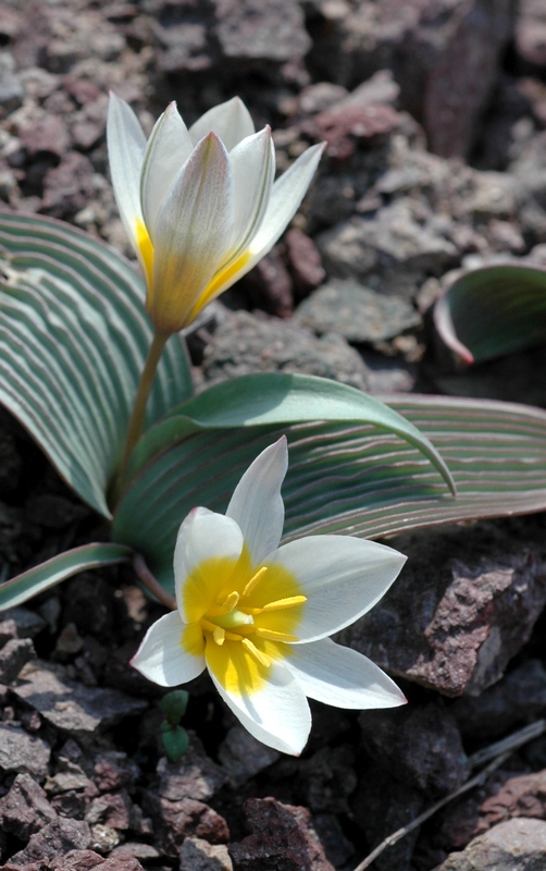 Изображение особи Tulipa regelii.