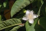 Psidium guajava. Цветок, бутон и части листьев. Израиль, г. Бат-Ям, в культуре. 08.05.2024.