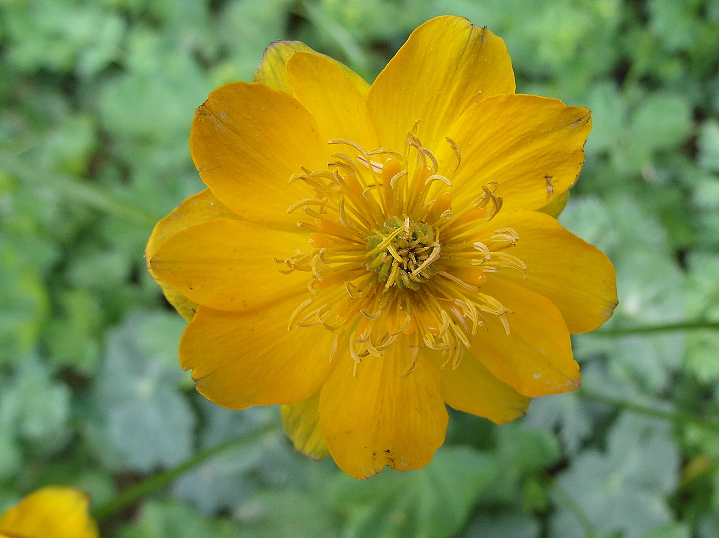Изображение особи Trollius dschungaricus.