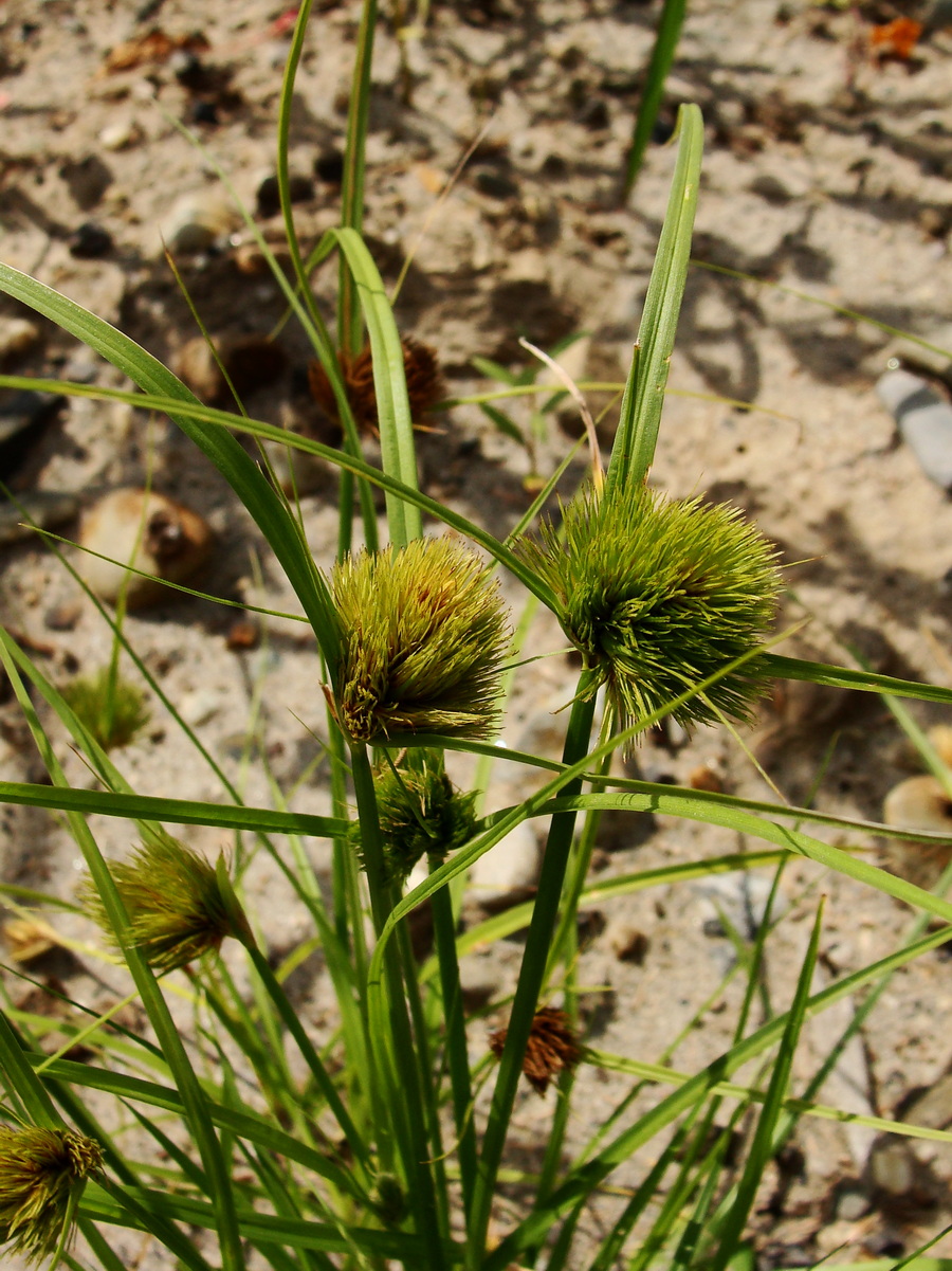 Image of Carex bohemica specimen.