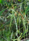 Acacia saligna