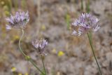 род Allium