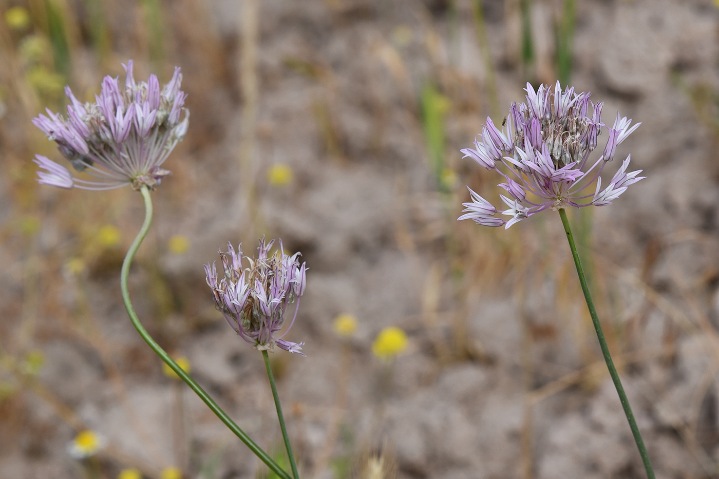 Изображение особи род Allium.