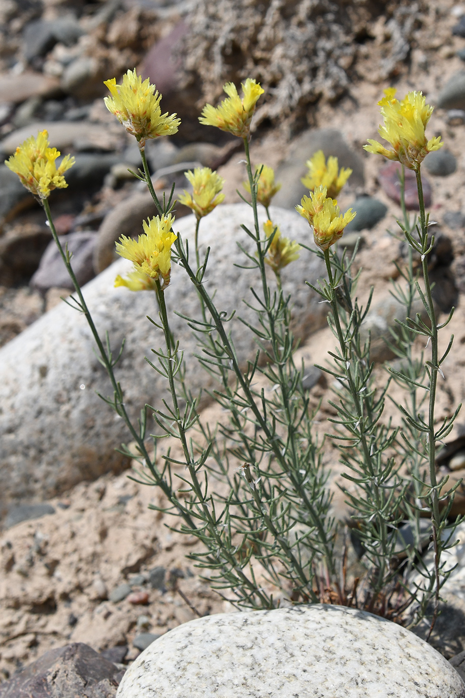 Image of Limonium chrysocomum ssp. semenovii specimen.