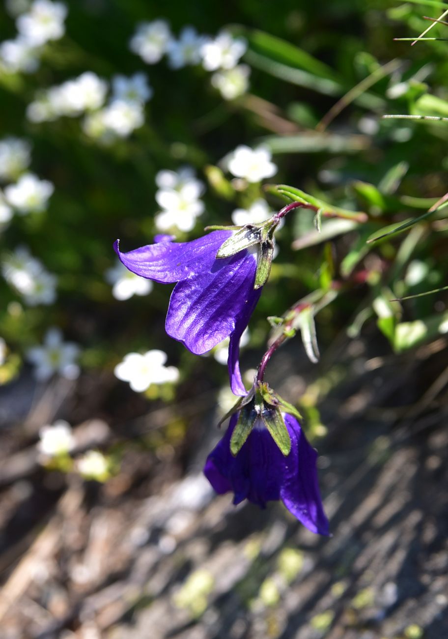 Image of genus Campanula specimen.