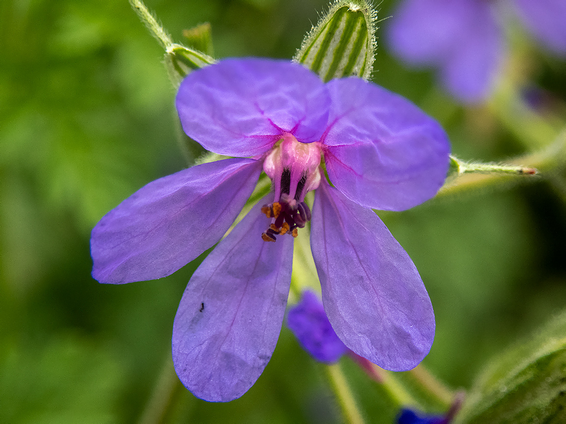 Image of Erodium ciconium specimen.