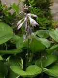 Hosta albomarginata