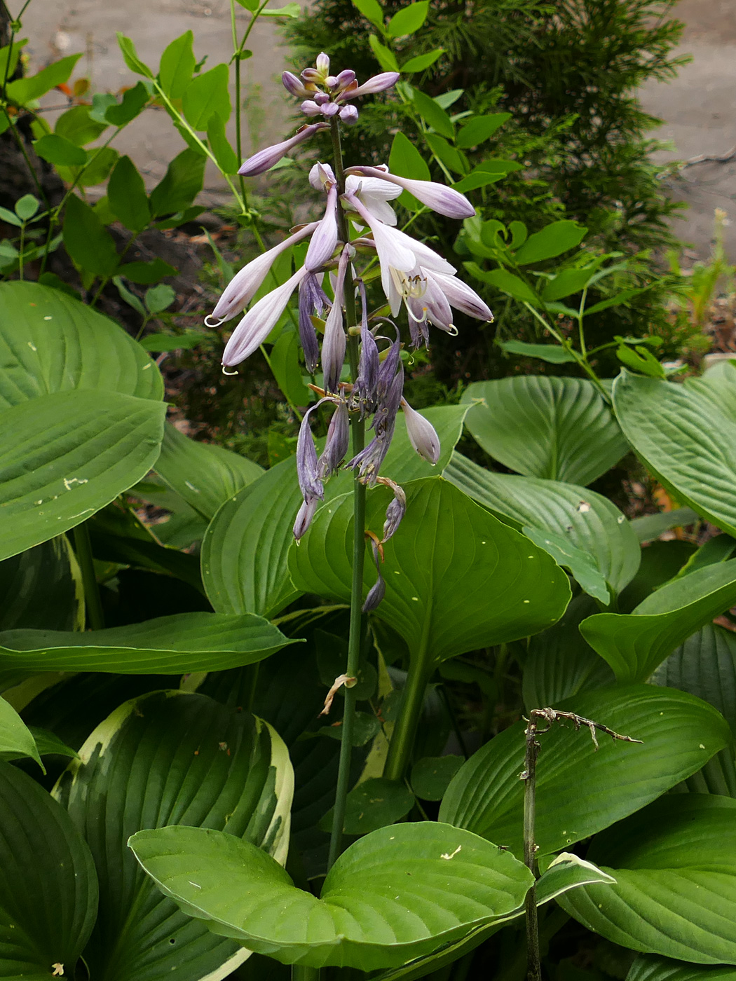 Изображение особи Hosta albomarginata.