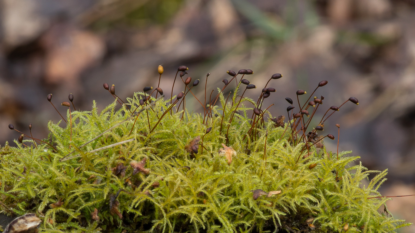 Image of Sciuro-hypnum reflexum specimen.