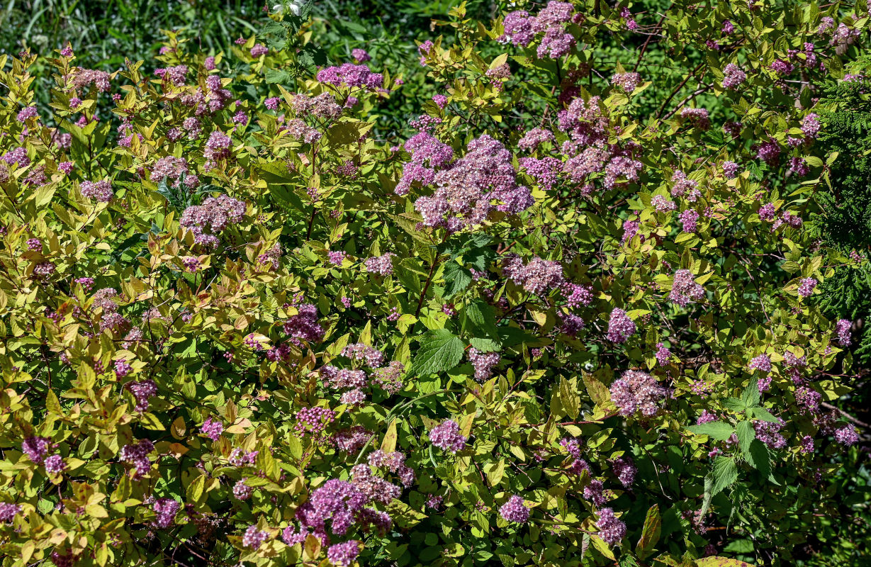 Image of Spiraea japonica specimen.