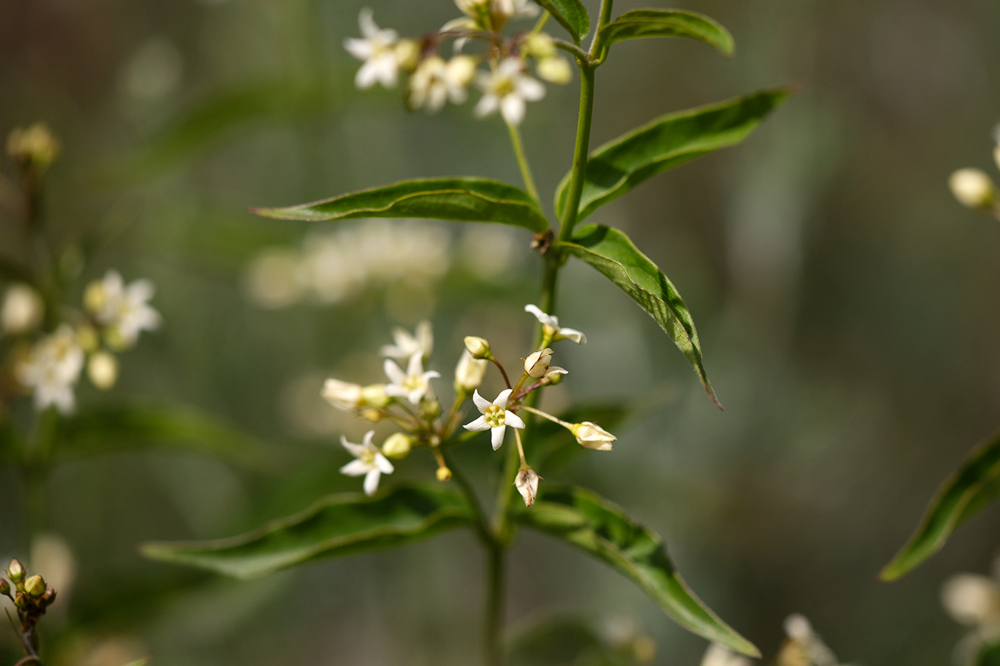 Image of Vincetoxicum hirundinaria specimen.