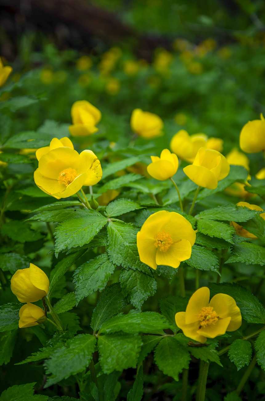 Изображение особи Hylomecon vernalis.