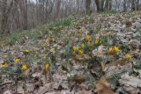 Crocus angustifolius. Цветущие растения. Крым, Севастополь, Природный парк \"Максимова дача\", дубовое редколесье. 21.03.2026.