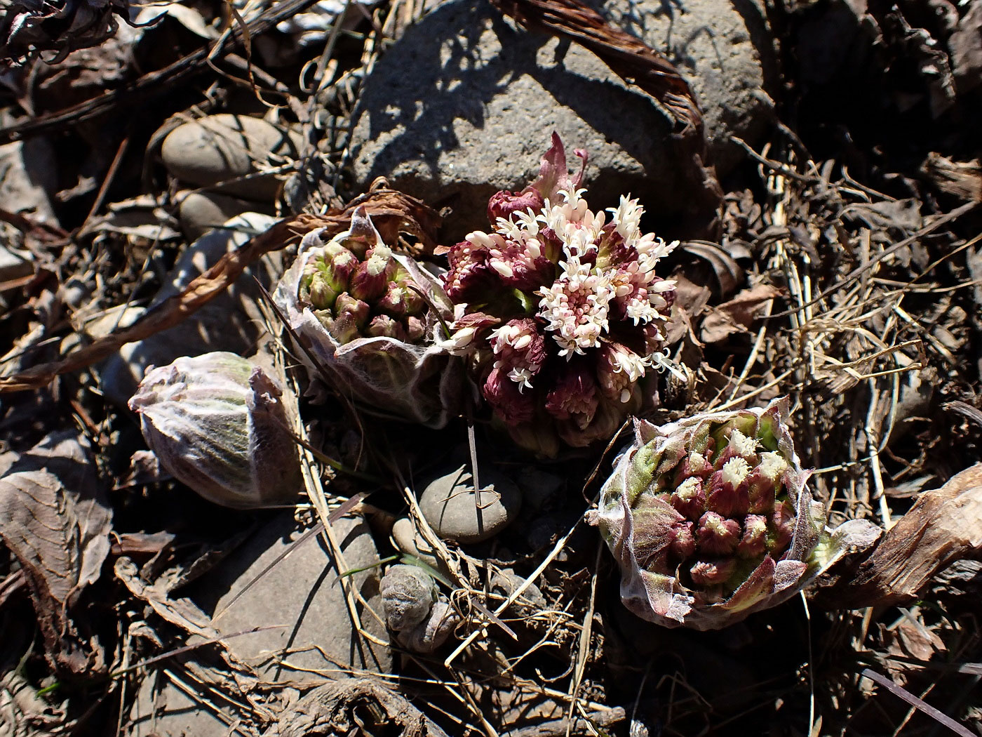 Изображение особи Petasites tatewakianus.