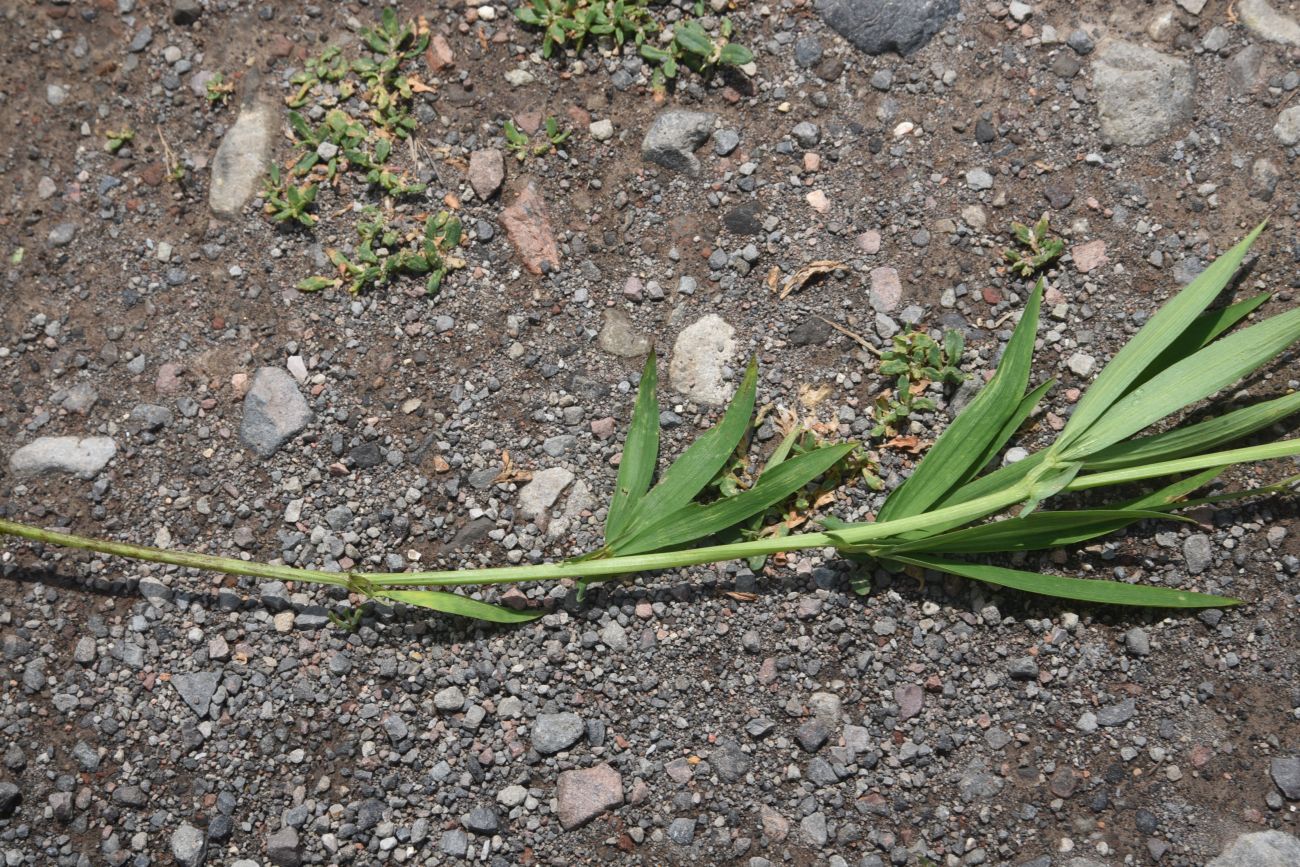 Image of Lathyrus cyaneus specimen.