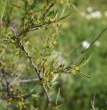 Rhamnus lycioides. Цветущий побег. Грузия, край Самцхе-Джавахети, Аспиндзский муниципалитет, 550 м ниже ур. Тавкветула, прав. берег р. Кура, луг. 29 мая 2025 г.