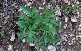 Rhaponticoides ruthenica