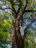 genus Quercus. Верхняя часть ствола и основания скелетных ветвей. Крым, Кировский р-н, Агармышский лес, дубово-грабовый лес. 03.05.2025.