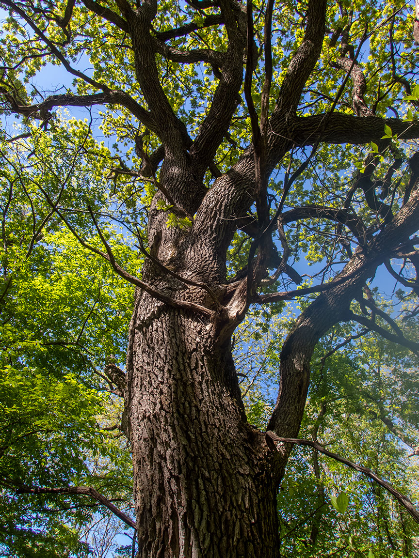 Image of genus Quercus specimen.