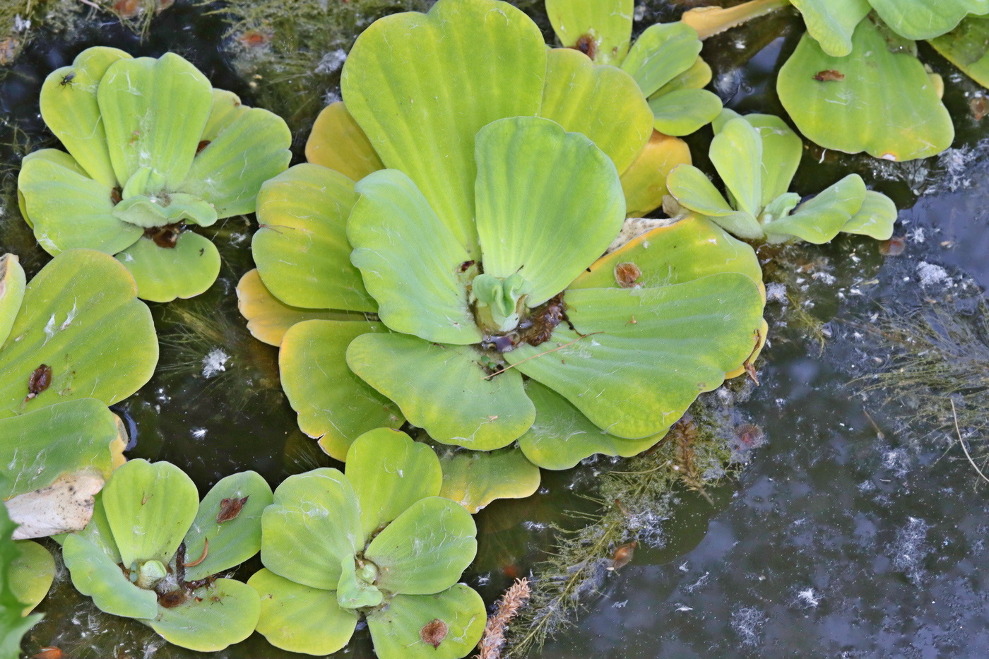 Image of Pistia stratiotes specimen.