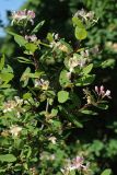 Lonicera tatarica. Ветвь с соцветиями и незрелыми соплодиями. С.-Петербург, Петергоф, Луговой парк, у дорожки вдоль берега пруда. 07.06.2026.