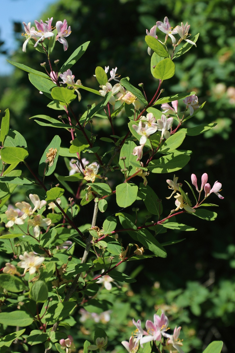 Image of Lonicera tatarica specimen.