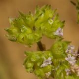 Valerianella pumila