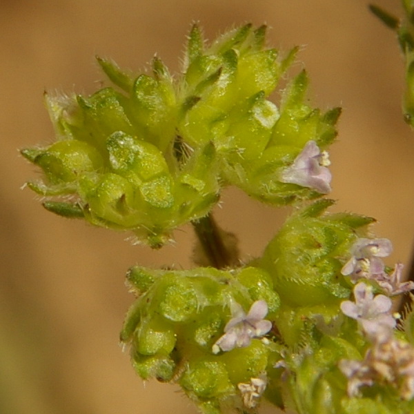 Image of Valerianella pumila specimen.