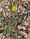Calendula suffruticosa