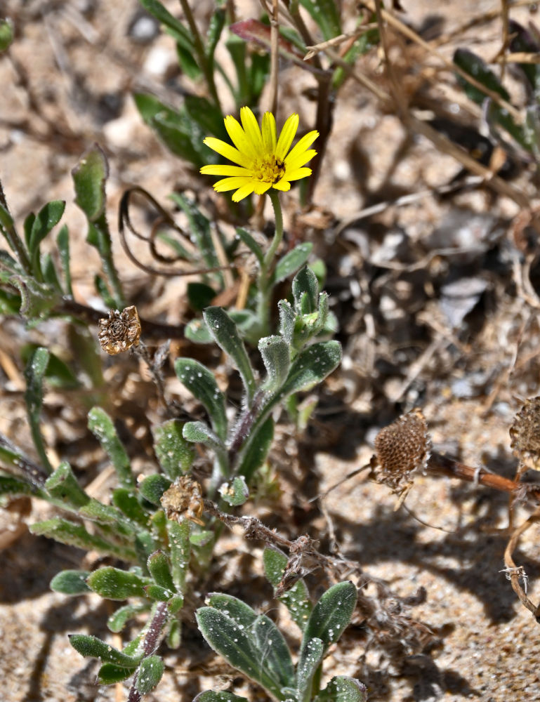 Image of Calendula suffruticosa specimen.