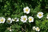 genus Rosa. Верхушка цветущего растения. Грузия, край Самцхе-Джавахети, Ахалцихский муниципалитет, левый борт р. Цинубанисцкали, 1,5 км выше по течению от горячего источника Цинубани, выс. 1140 м н.у.м., луг. 9 июня 2026 г.