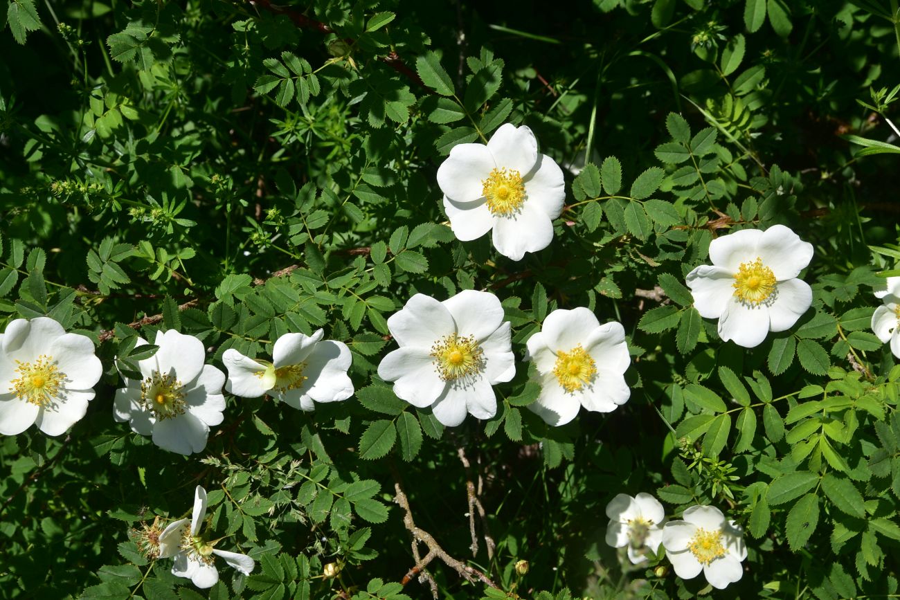Image of genus Rosa specimen.