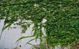 Parthenocissus tricuspidata. Отцветающие и плодоносящие растения. Португалия, Азорские о-ва, о-в Сан-Мигел, г. Понта-Делгада, в культуре. 11.08.2025.