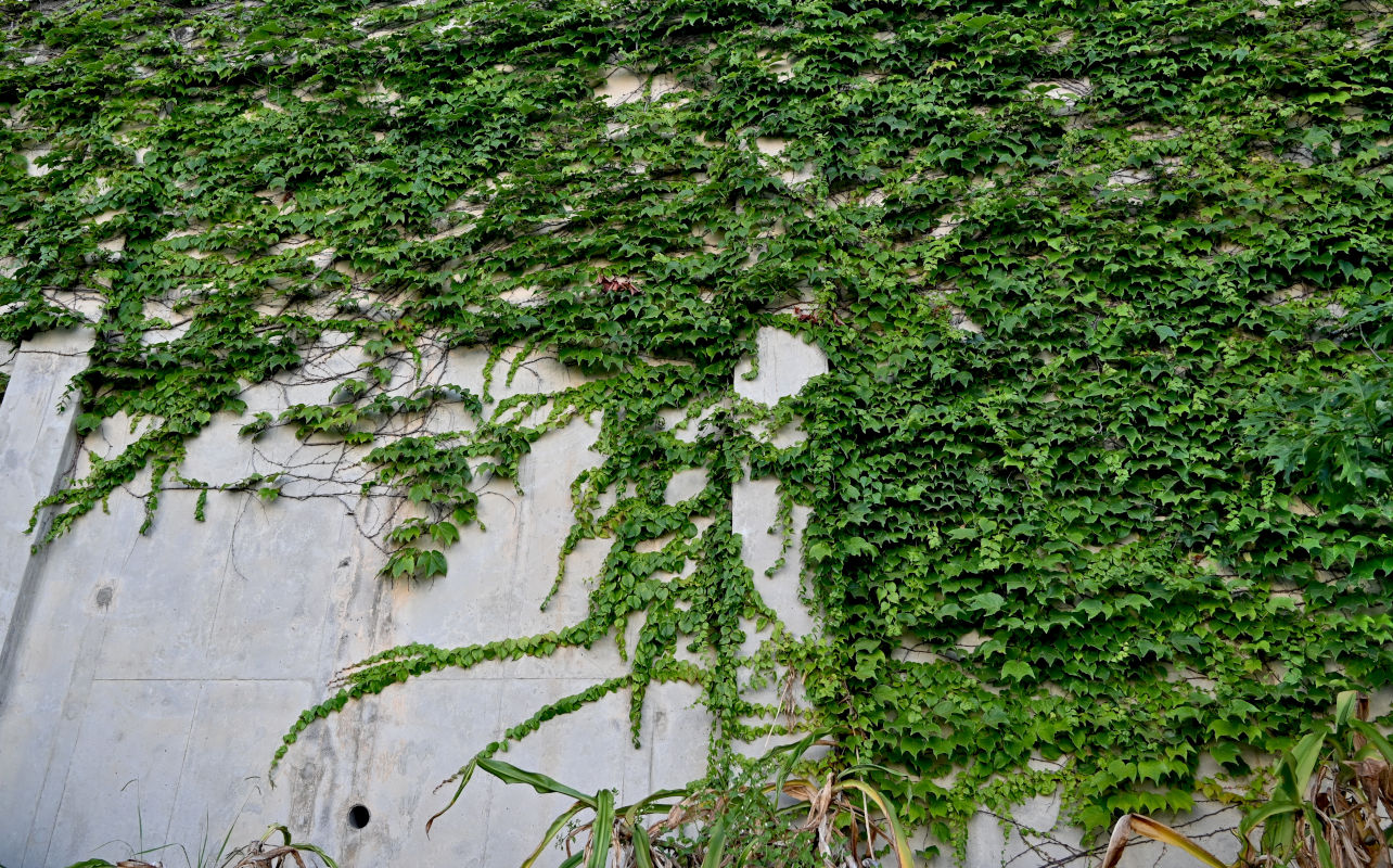Image of Parthenocissus tricuspidata specimen.