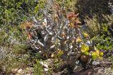 Tylecodon paniculatus. Зацветающее растение. ЮАР, Западно-Капская пров., мыс Доброй Надежды, скалистый закустаренный склон, обрывающийся в океан. 27 ноября 2014 г.