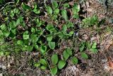 Veronica officinalis