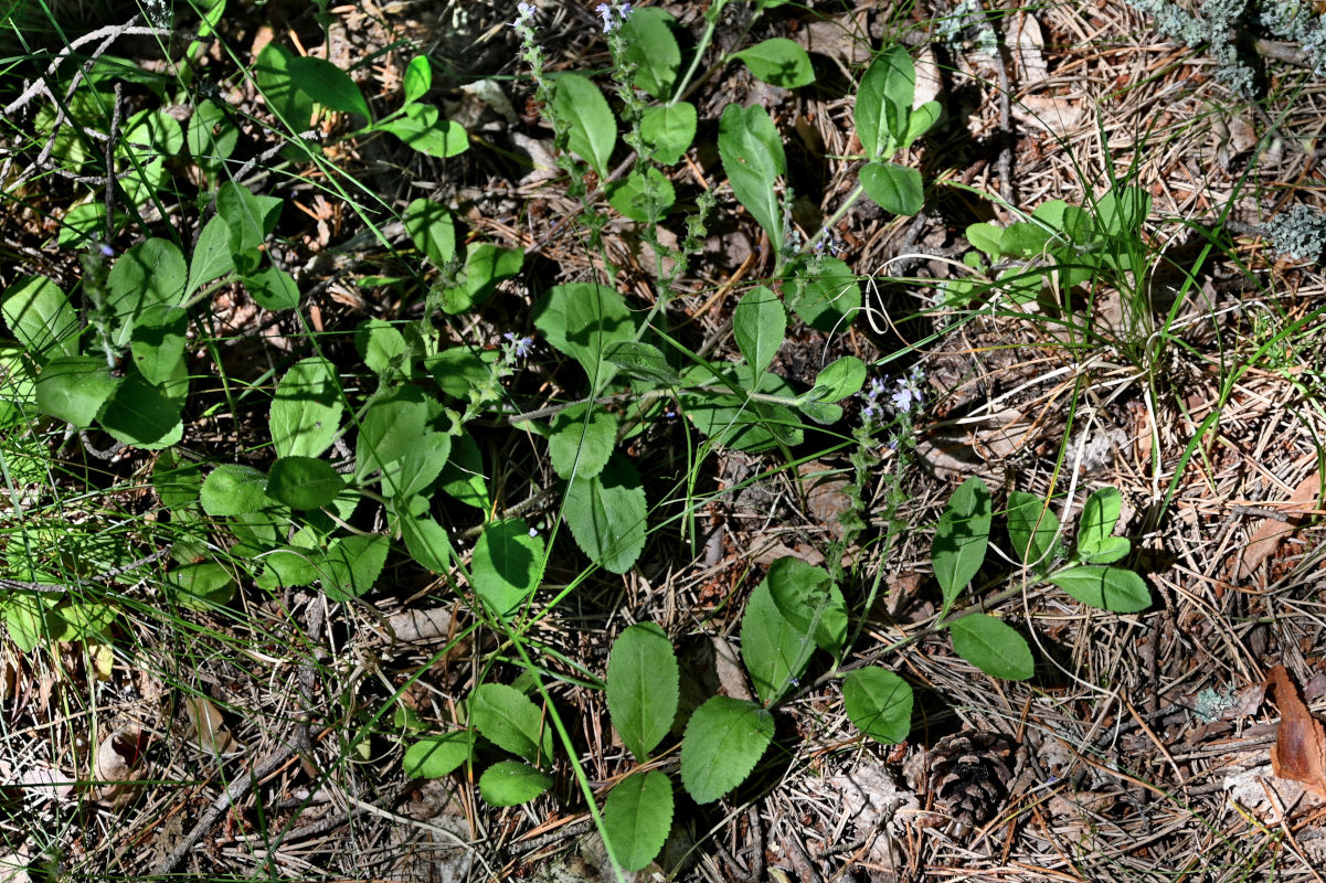 Изображение особи Veronica officinalis.