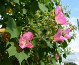 Hibiscus mutabilis. Побеги с цветками и бутонами. Краснодарский край, г. Сочи, в уличном озеленении. 17.08.2026.