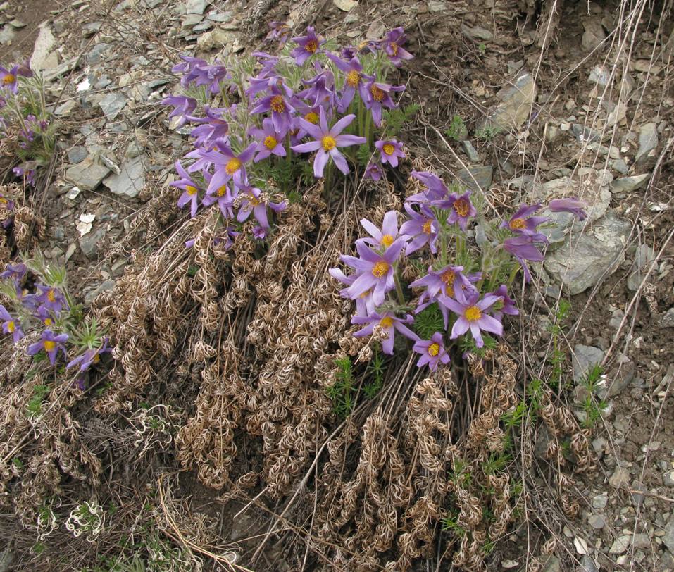 Image of Pulsatilla usensis specimen.