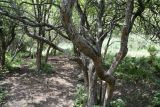Crataegus chlorocarpa. Стволы взрослых деревьев со скелетными ветвями. Кыргызстан, Джалал-Абадская обл., Тогуз-Тороуский р-н, 4 км к югу от с. Чет-Булак; 2050 м н.у.м., днище сая. 11.07.2026.