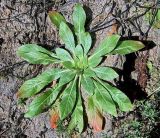 Oenothera biennis. Розетка прикорневых листьев. Чувашия, окрестности г. Шумерля, пойма р. Сура, устье р. Мочалка. 20 сентября 2005 г