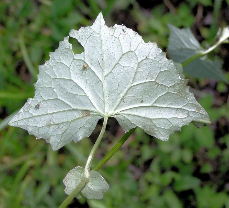 Изображение особи Parasenecio auriculatus.