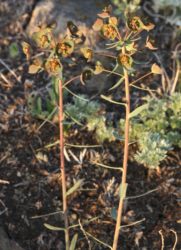 Image of Euphorbia subcordata specimen.