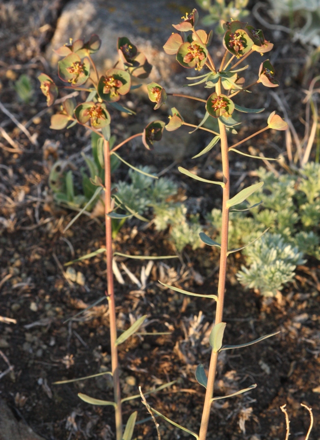 Изображение особи Euphorbia subcordata.