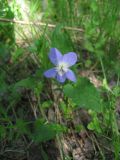 Viola ruppii