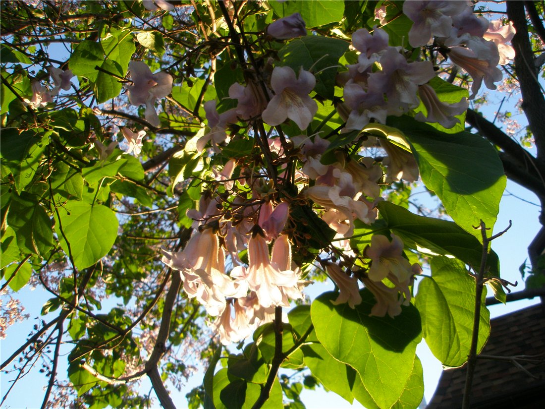 Image of Paulownia tomentosa specimen.